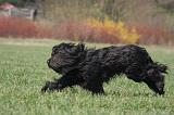 BRIARD 129